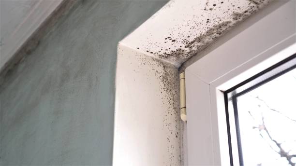 Professional Mold Removal in Lakeside, OR