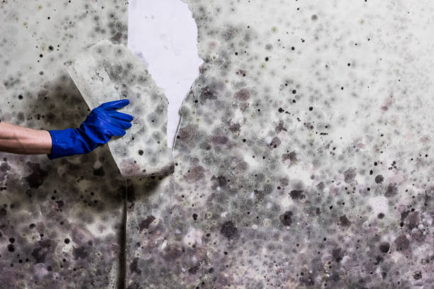 Best Commercial Mold Removal  in Lakeside, OR
