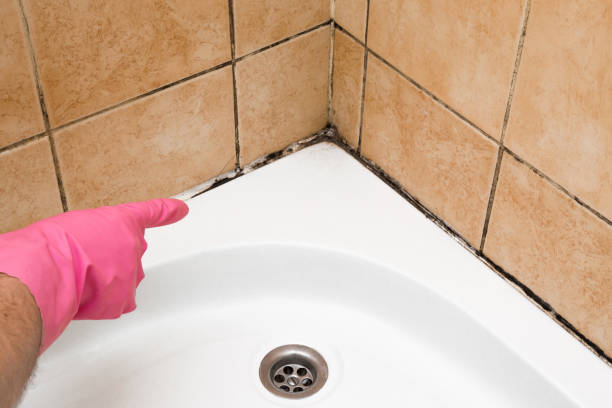 Certified Mold Removal in Lakeside, OR